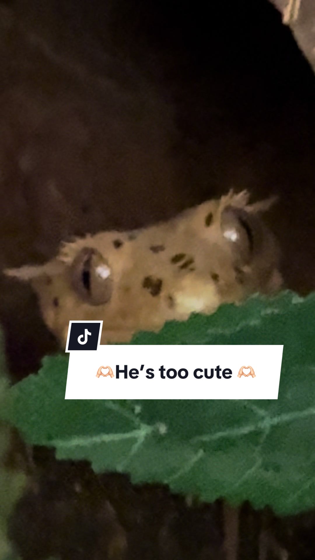 @-Jess&bull;Fox&bull;