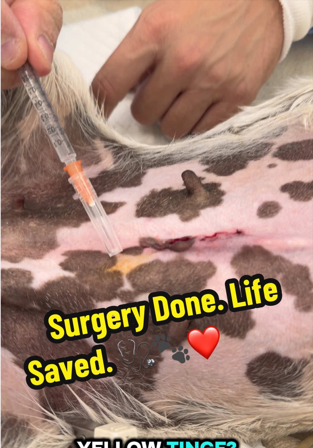 @Tomasthevet