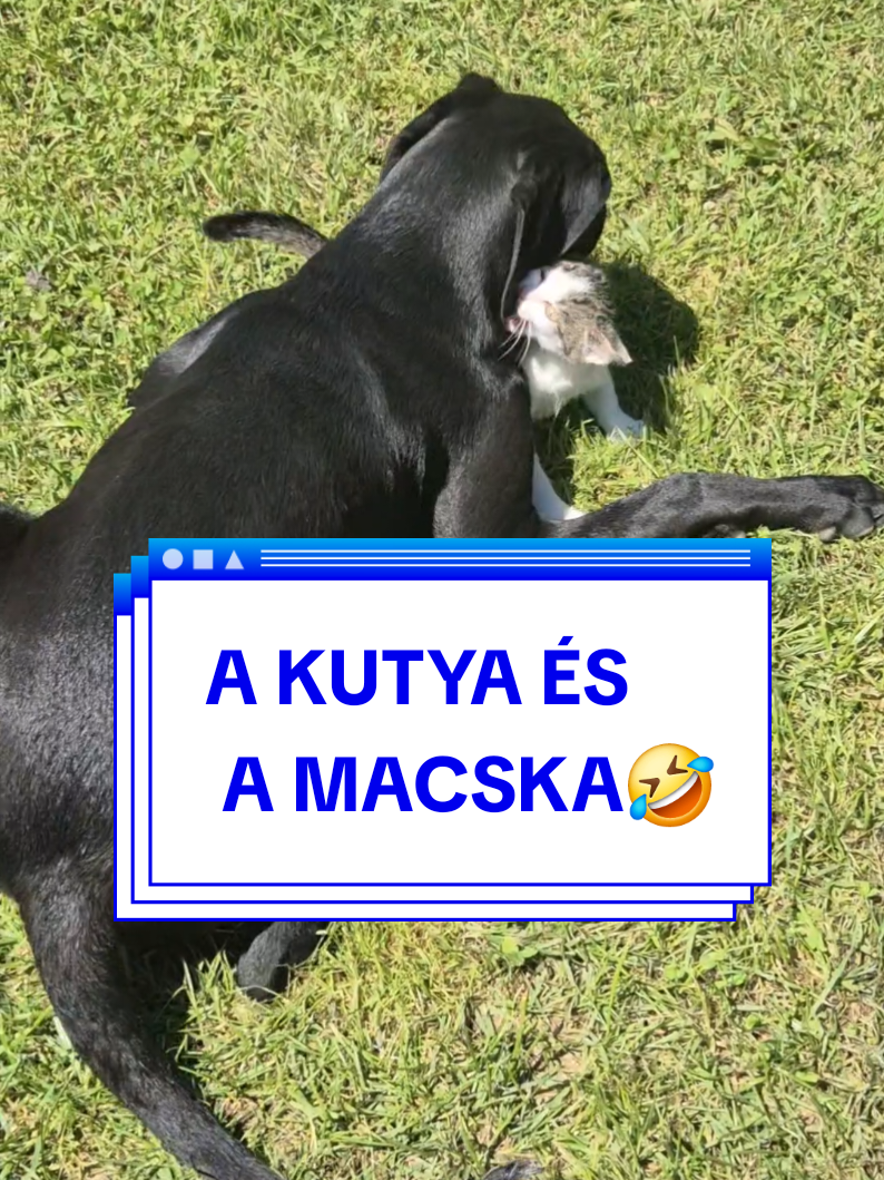 @Benedek Ferenc