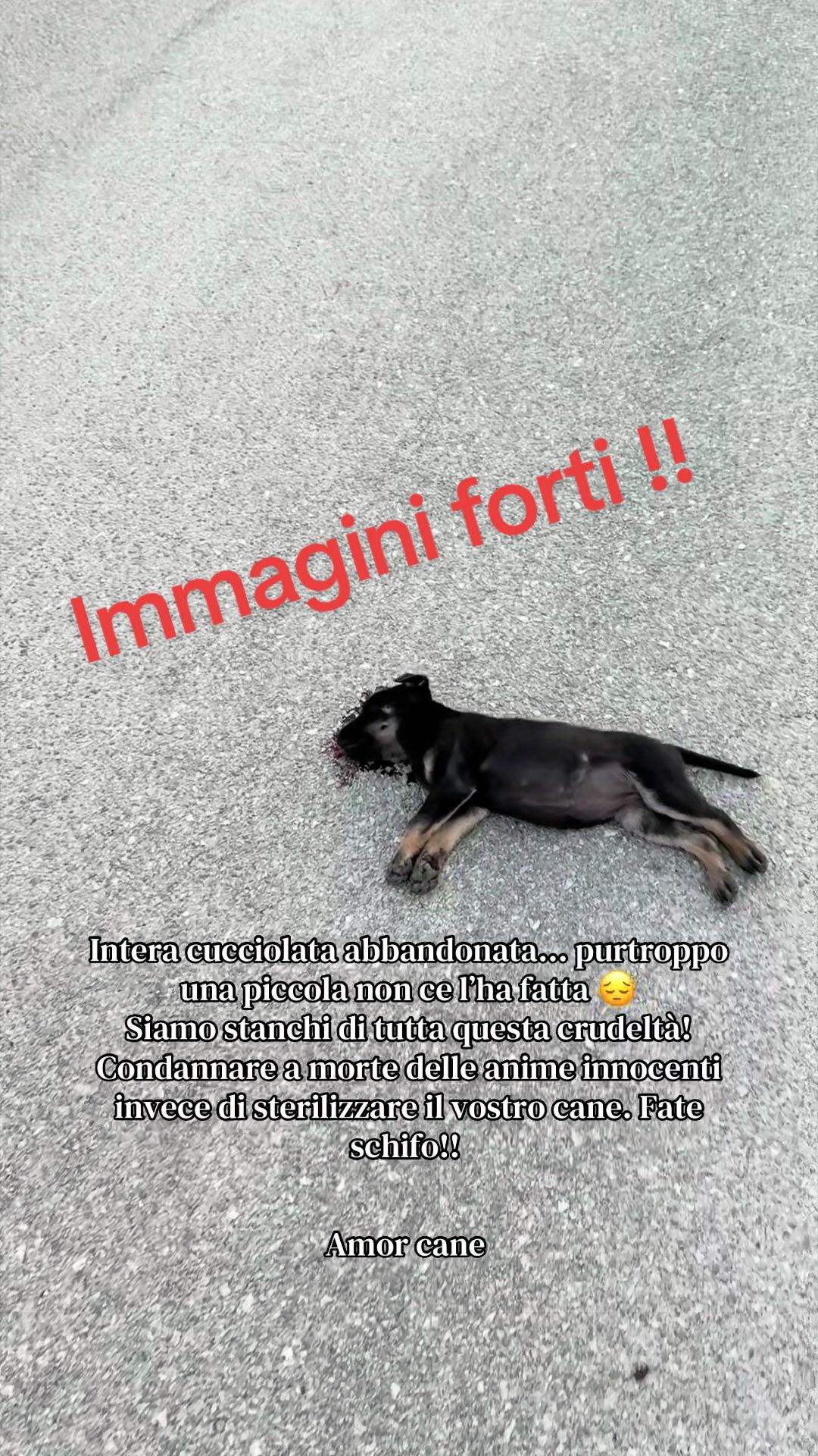 @Amor cane