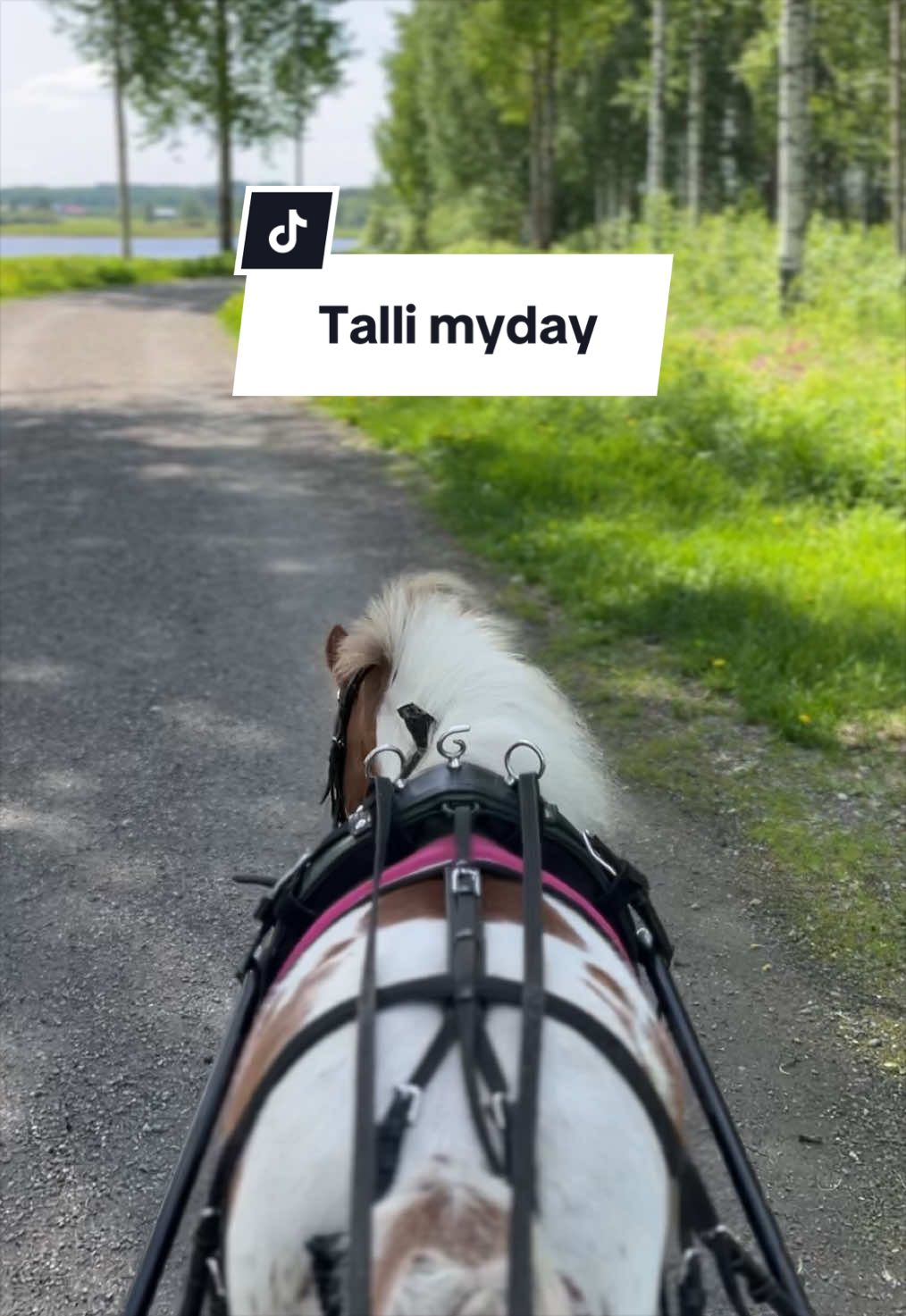 @krista || ig kayhkodressage