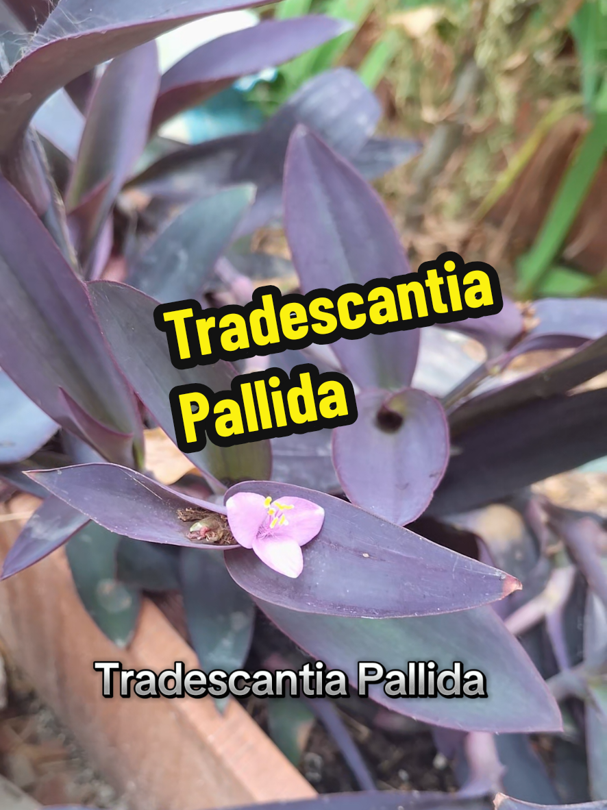 @Succulent_ninja