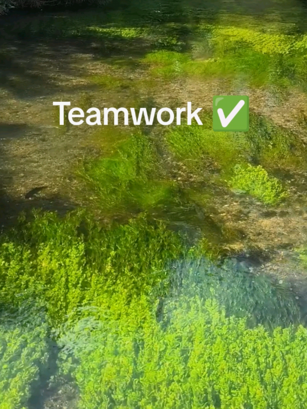 @Teamwork