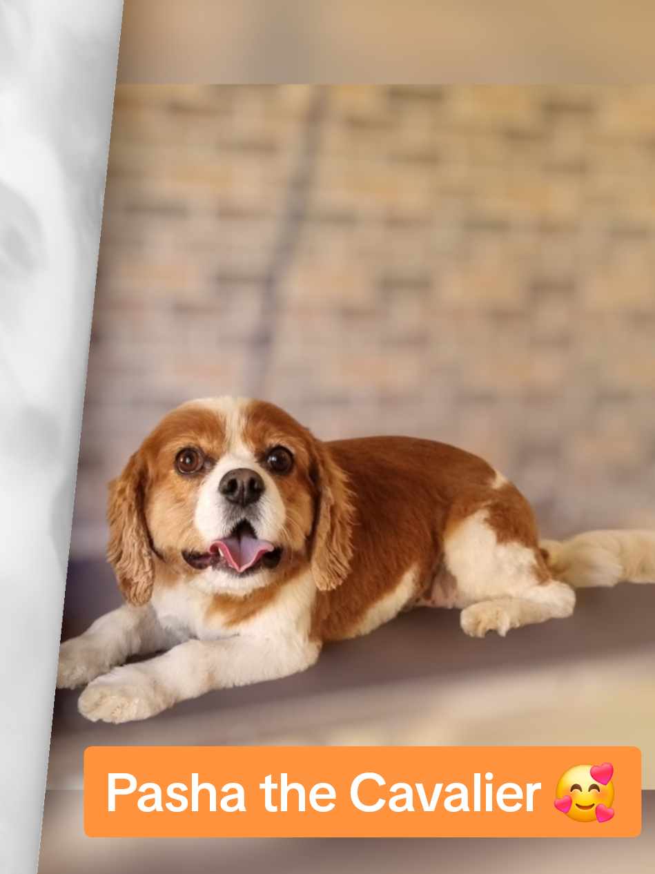@PawsomeDogGroomingSouthOxhey