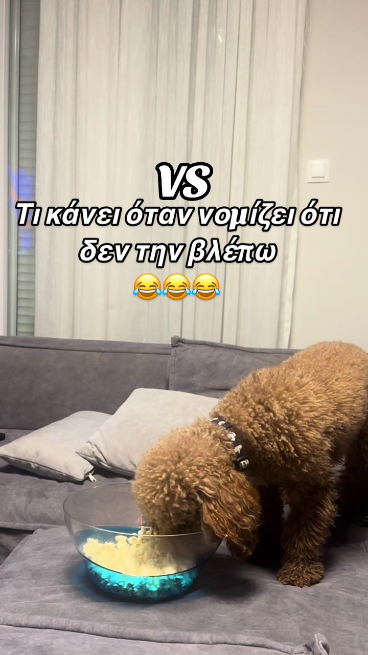 @poodleroomie