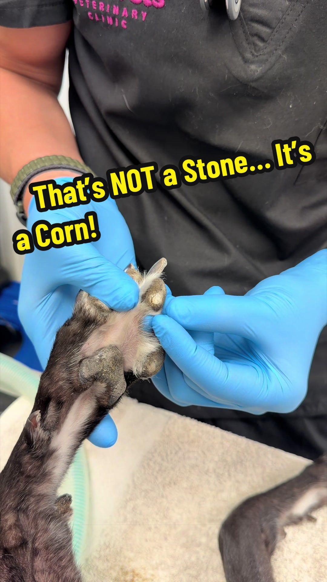 @Tomasthevet