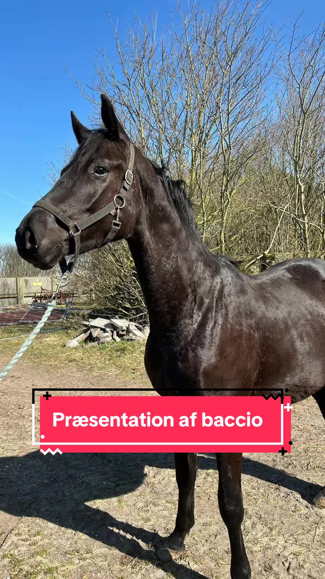 @rask_horses