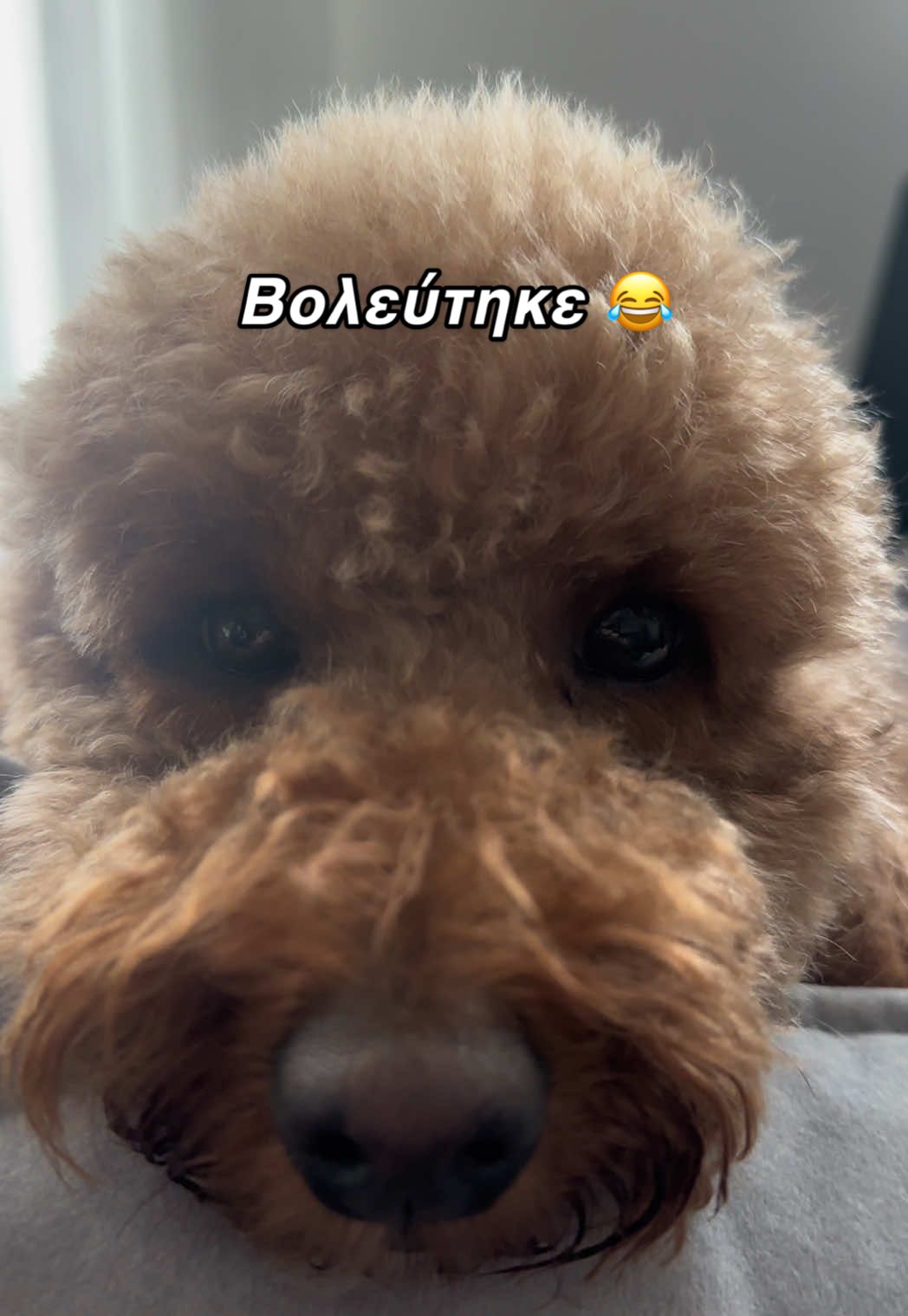 @poodleroomie