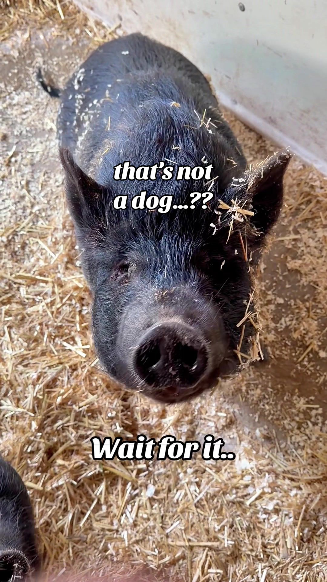 @AhimsaAnimalSanctuaryUK
