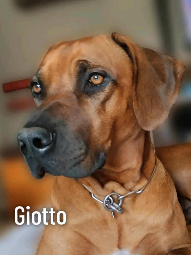 @Giotto gioielli 🐾❤️💍