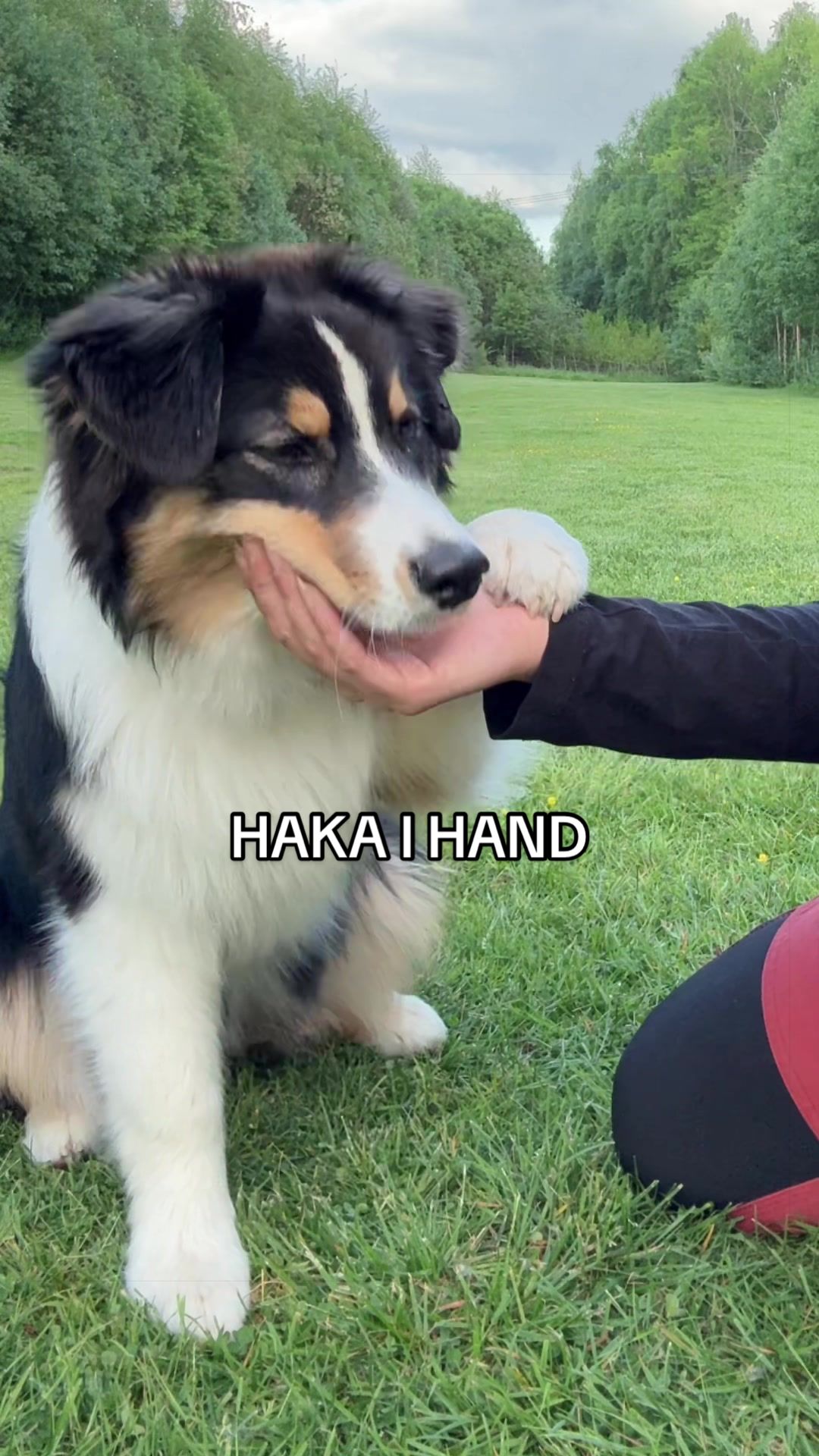 @Vilja - Australian Shepherd