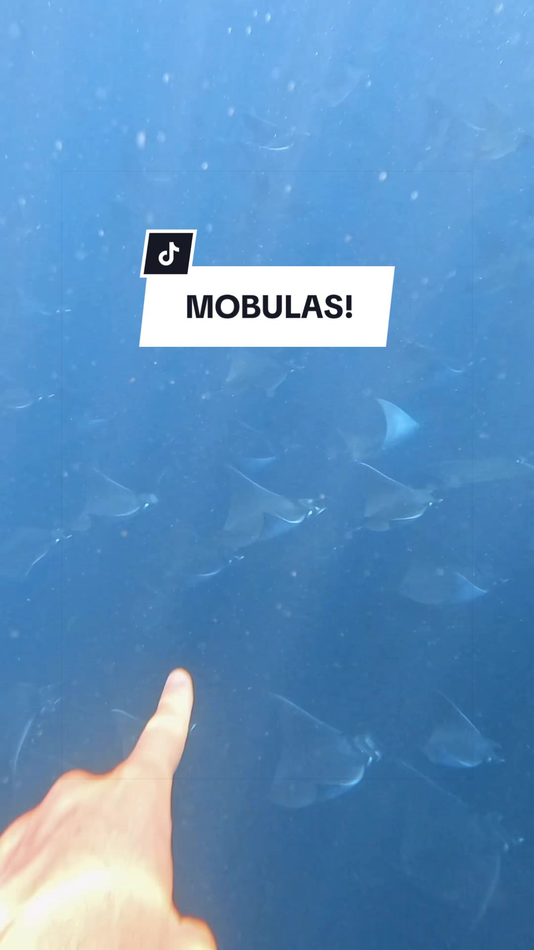 @SCUBA&ensp;DAN&ensp;🦈