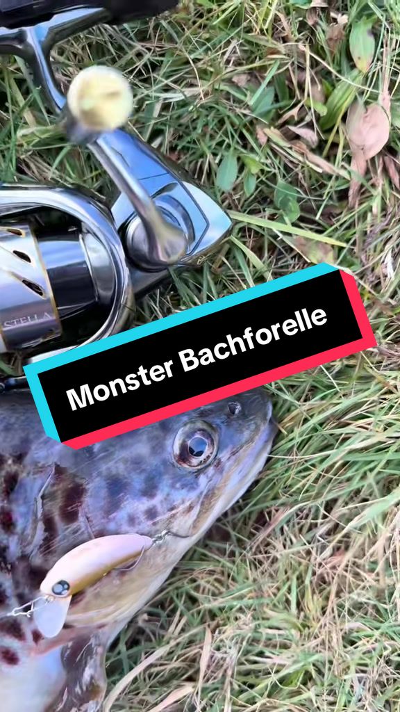 @Fishing_DP