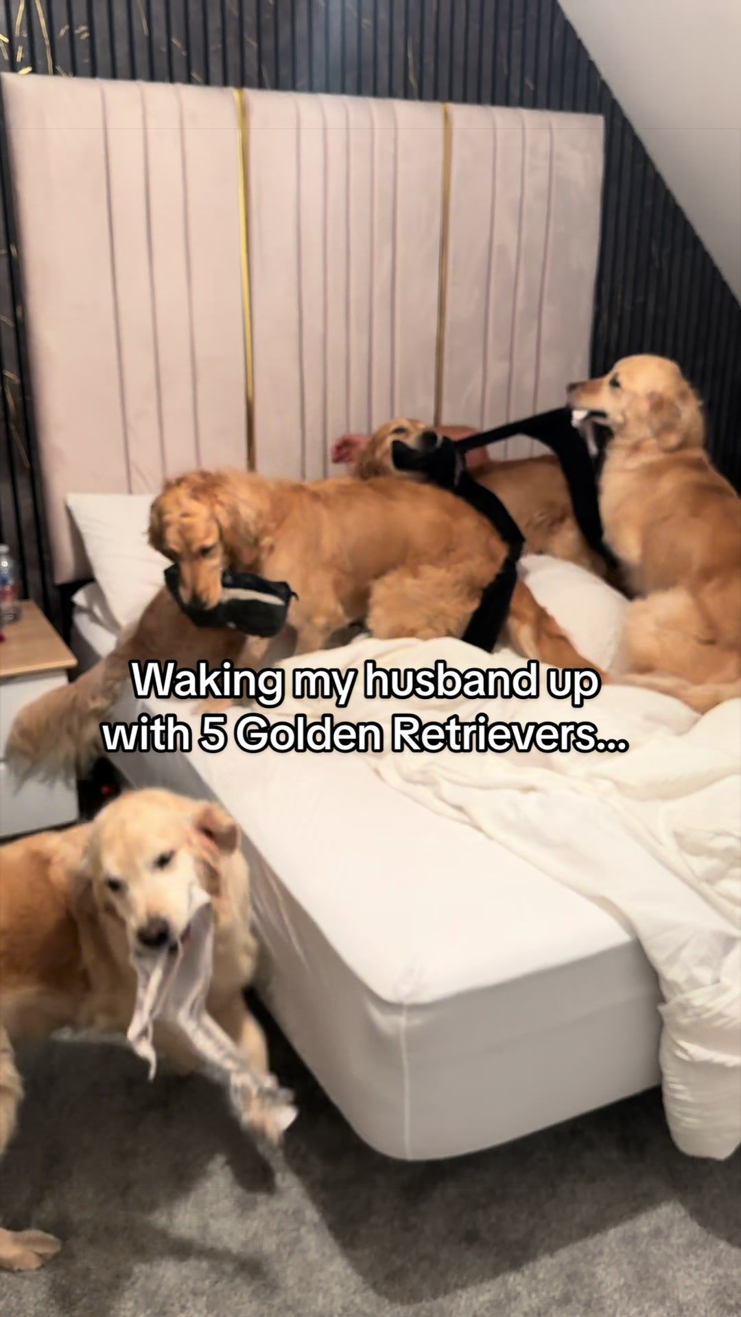 @5 Shades of Golden