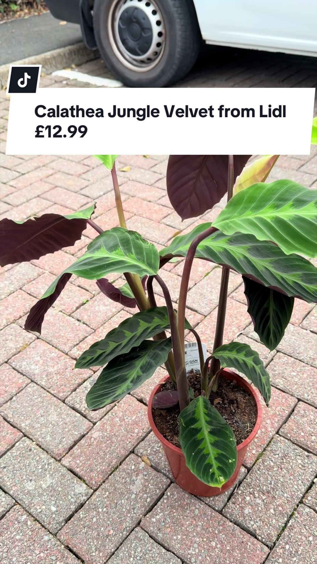 @Sarah Lou, Plants & Pets 🌿