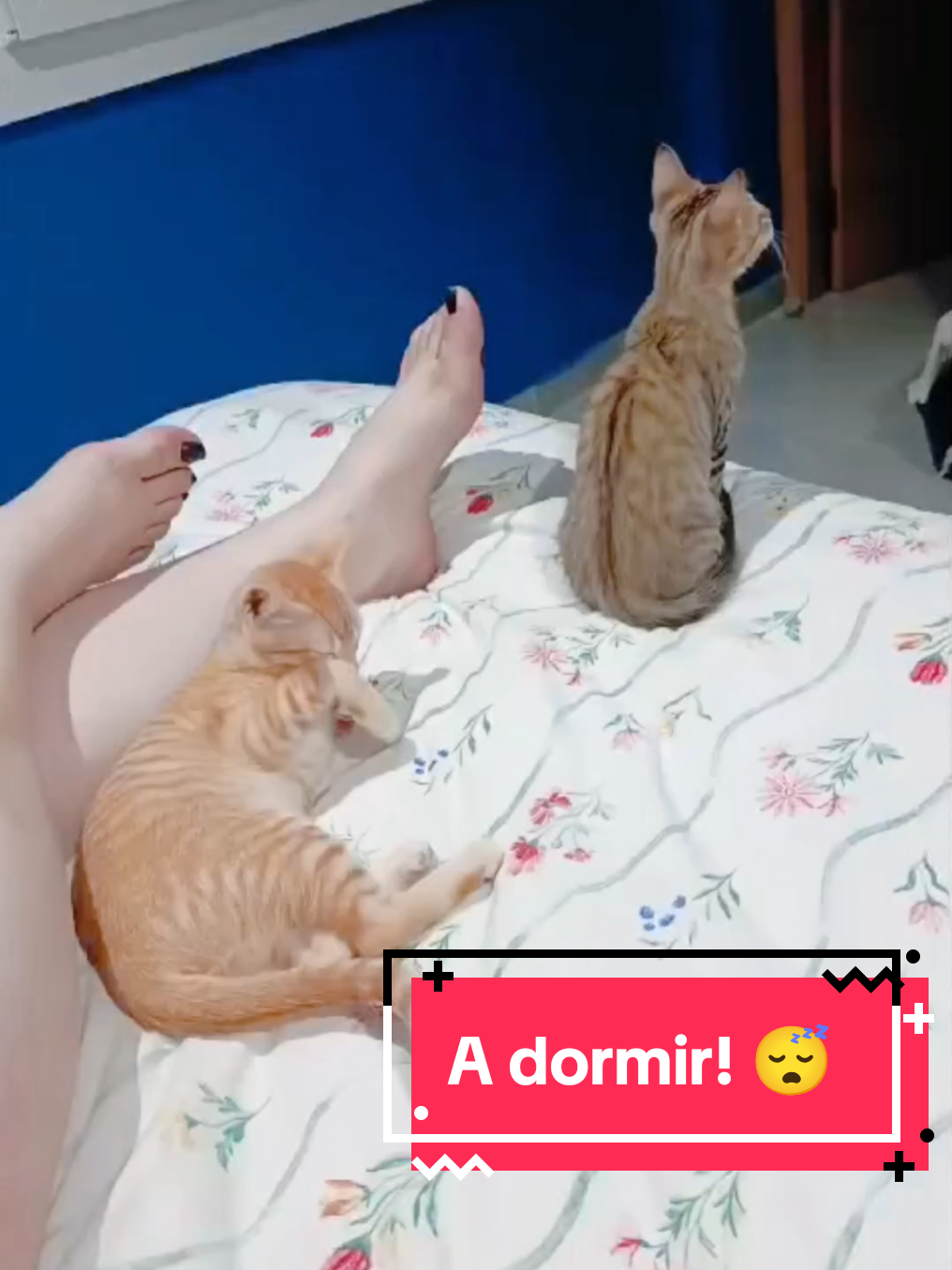 @enGatadas