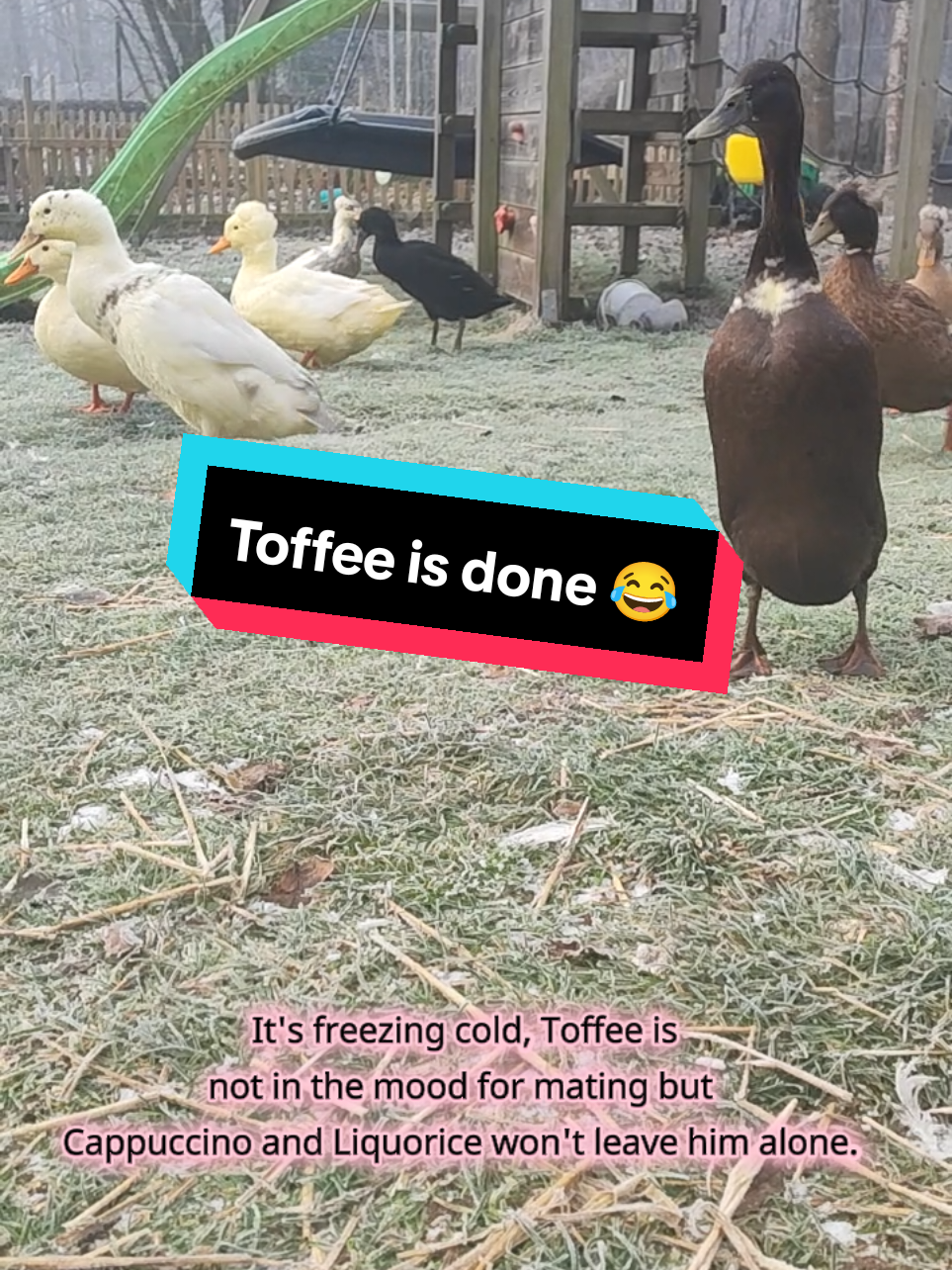 @The Doodle Quacks 🇸🇪🇬🇧🐔🦆