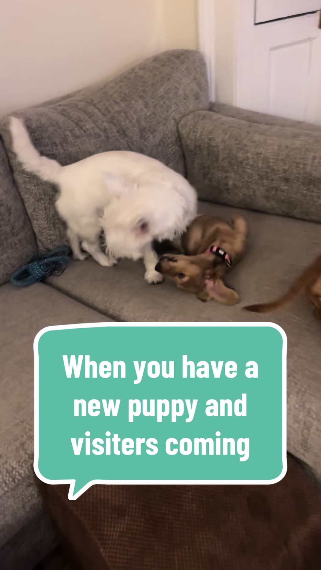 @doglovers1980