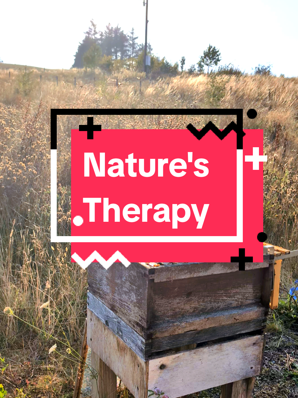 @Cherry Tree Hives