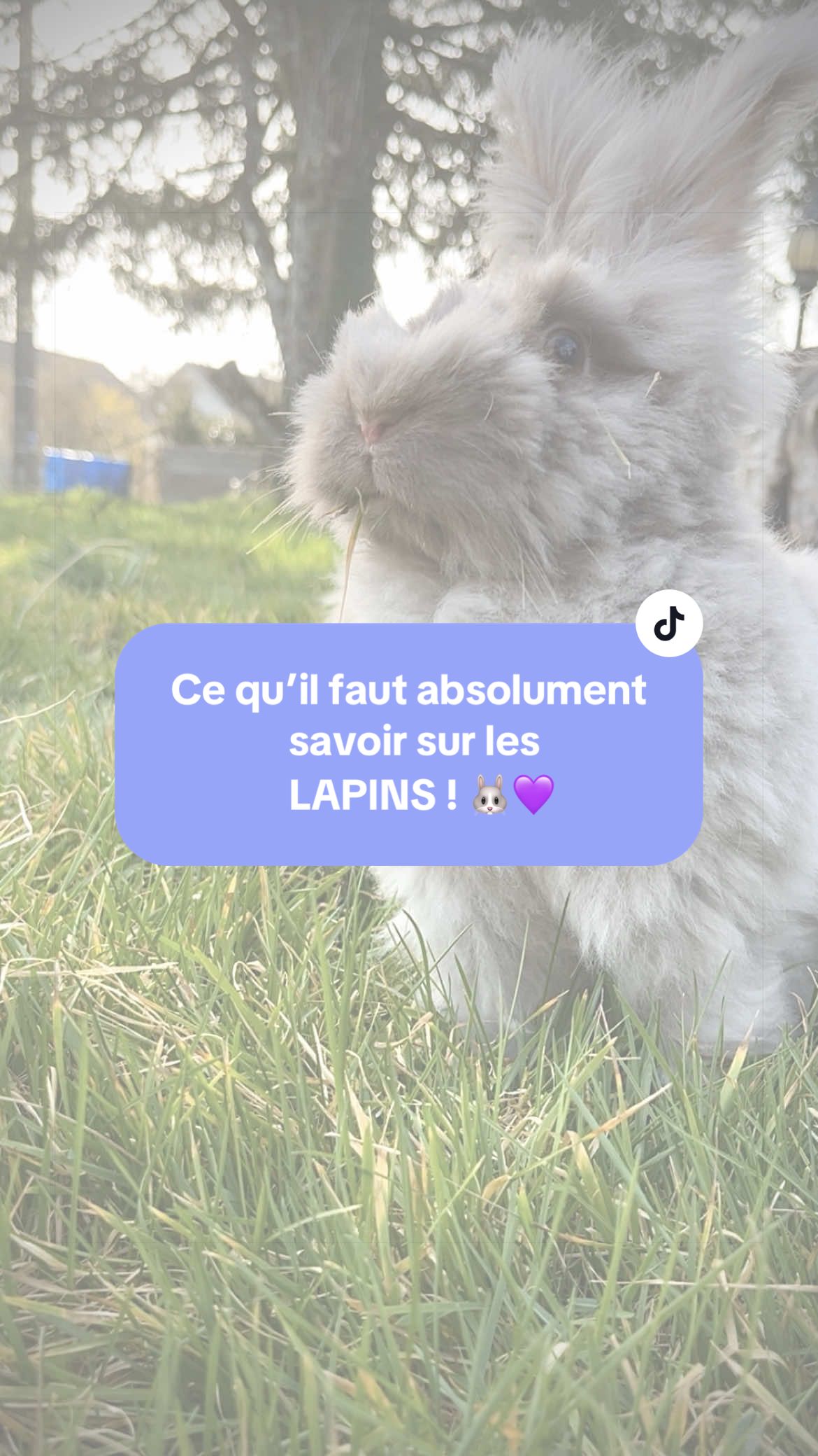 @Mes lapinouchs 🐰