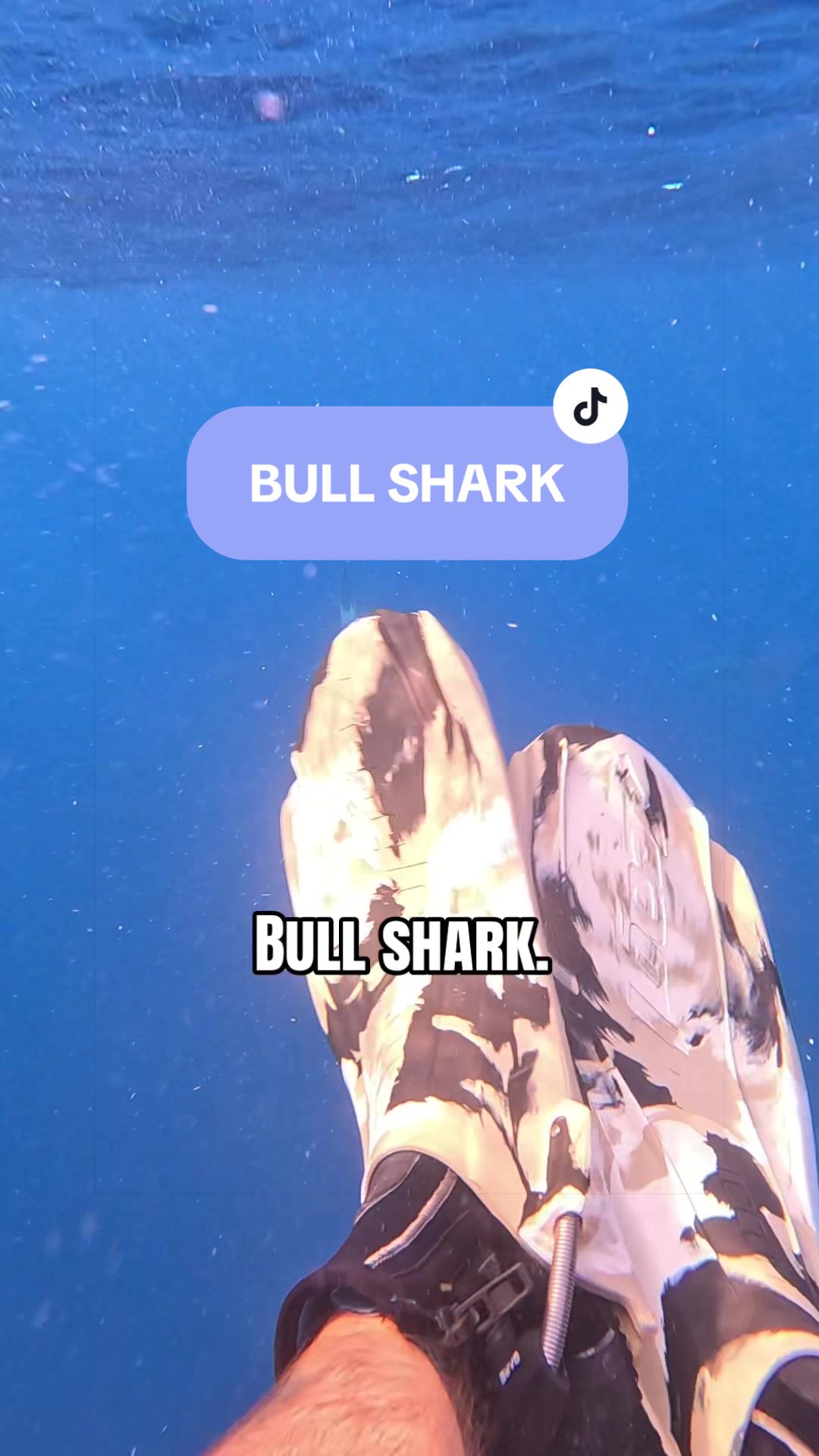 @SCUBA&ensp;DAN&ensp;🦈