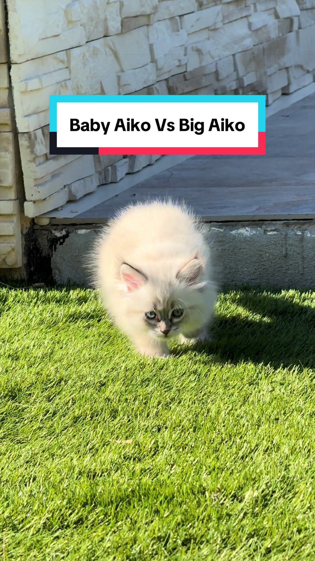 @Siberians Yuki & Aïko