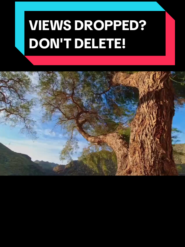 @Tiktok Creator Pilot Program