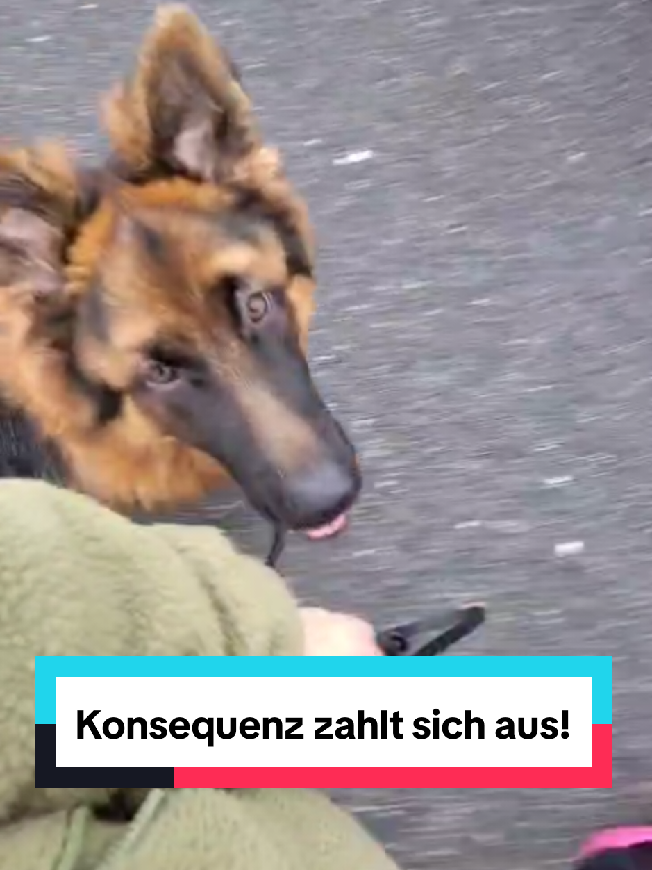 @Hundeschule Mit vier Pfoten