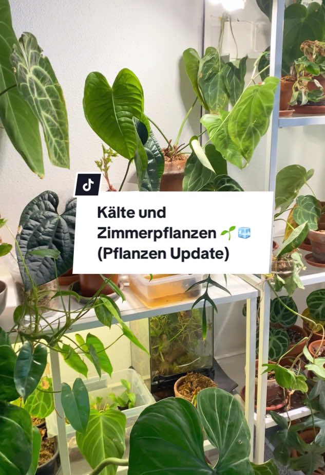 @pflanzdirwas 🌻🪴