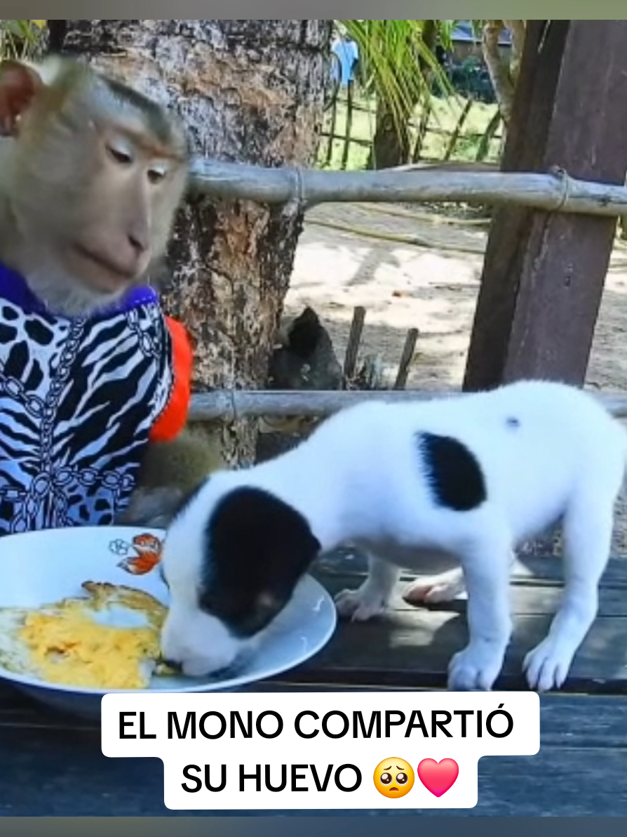 @monkeyYAYA