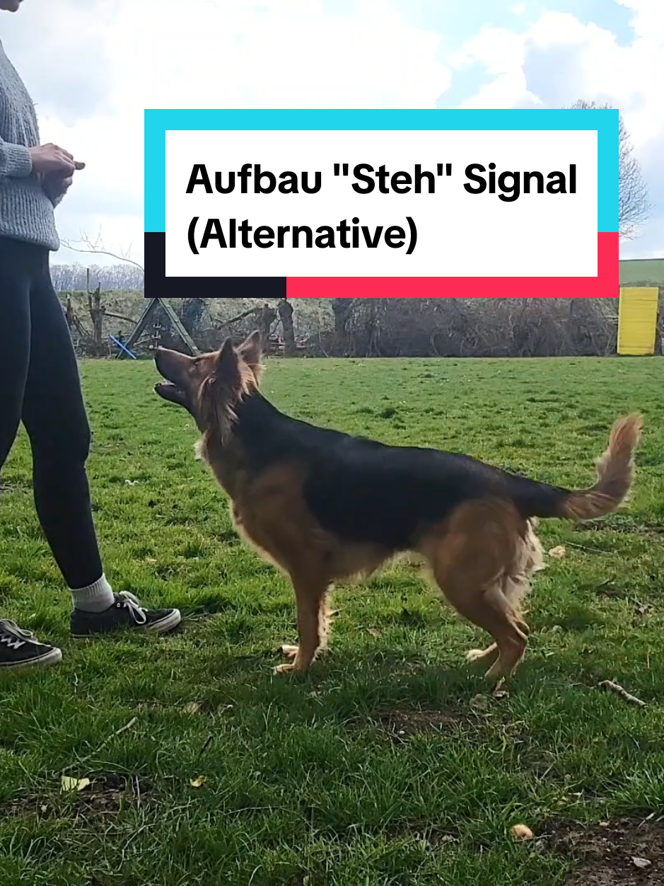@Hundeschule Mit vier Pfoten