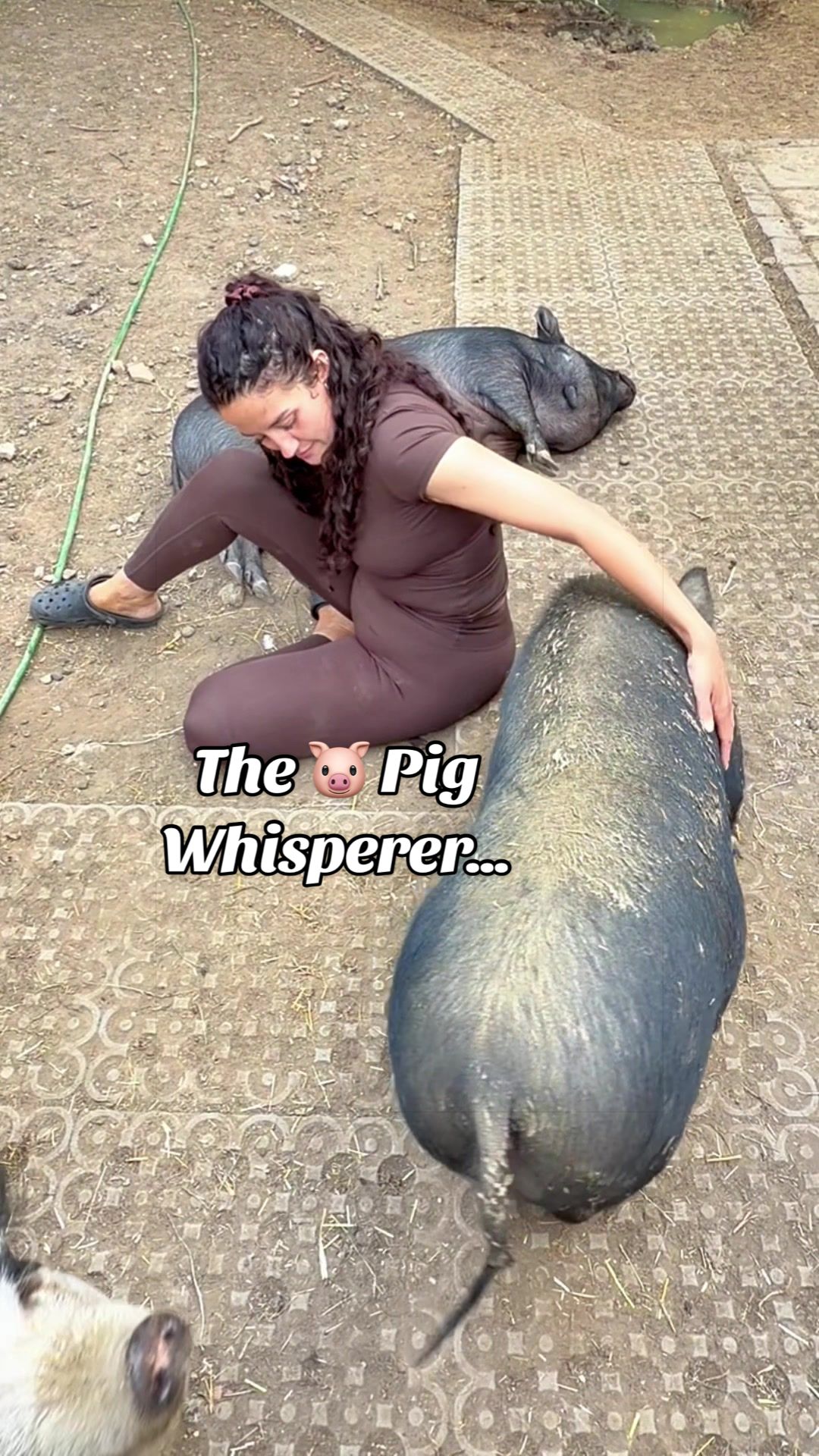 @AhimsaAnimalSanctuaryUK