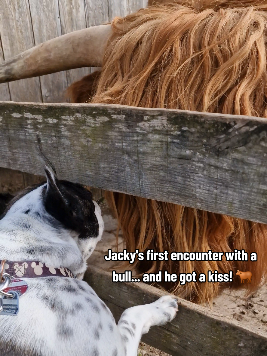 @French Bulldog Jacky 🐶🐾