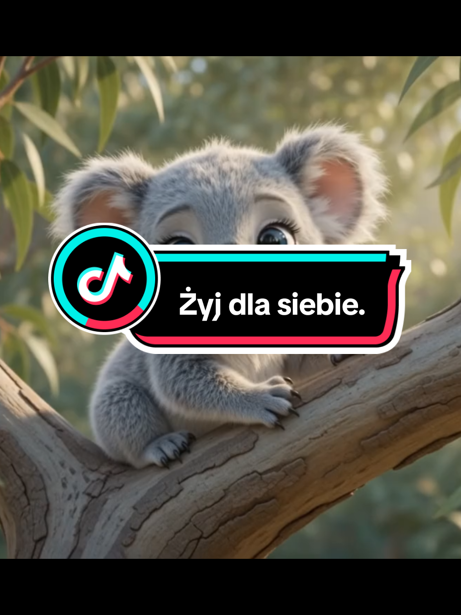 @Wesolutki Koala 🐨 😎