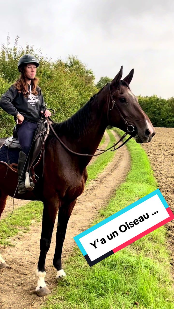 @chabzh58_sdlm