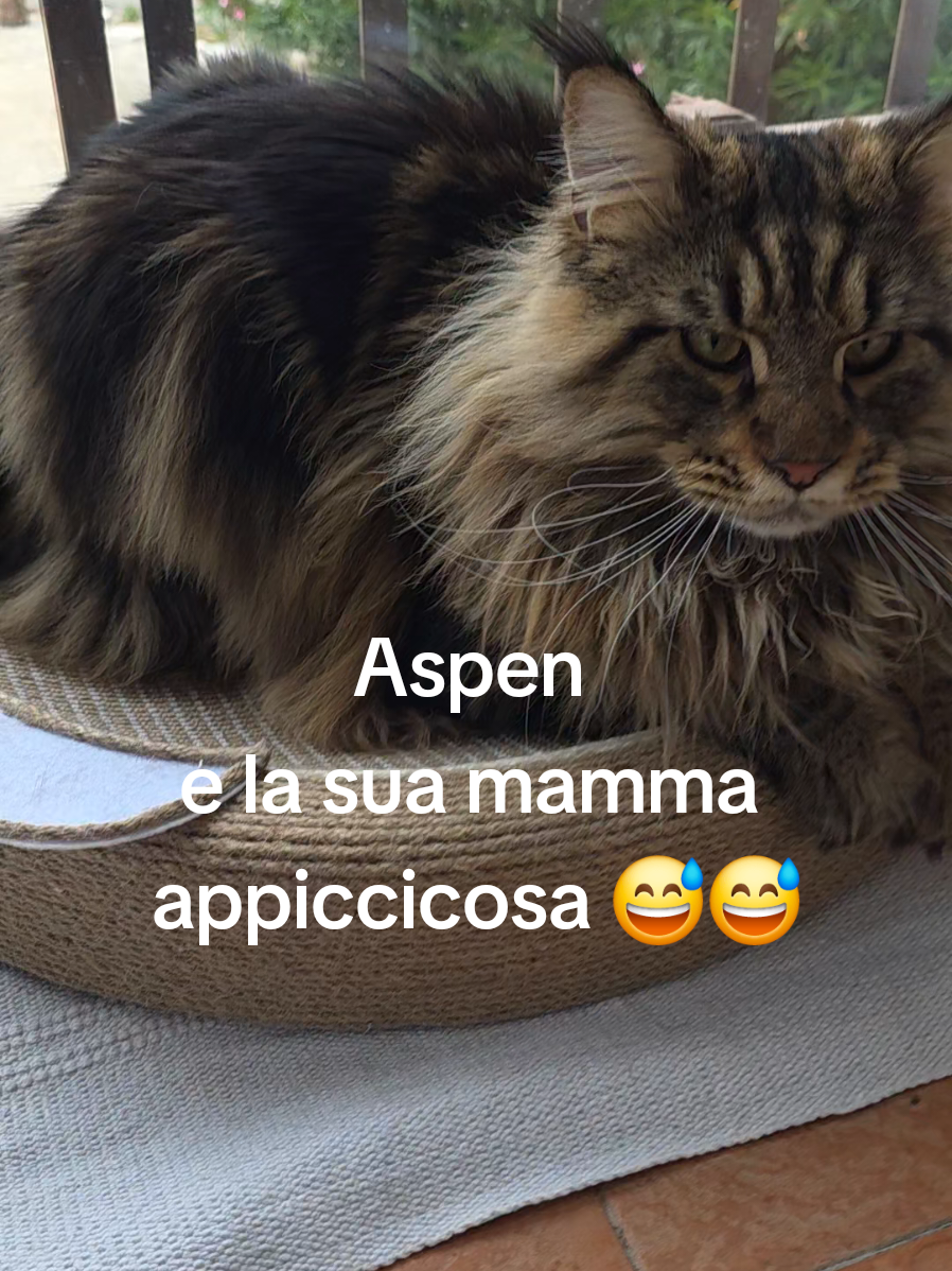 @🐾Aspen🐾