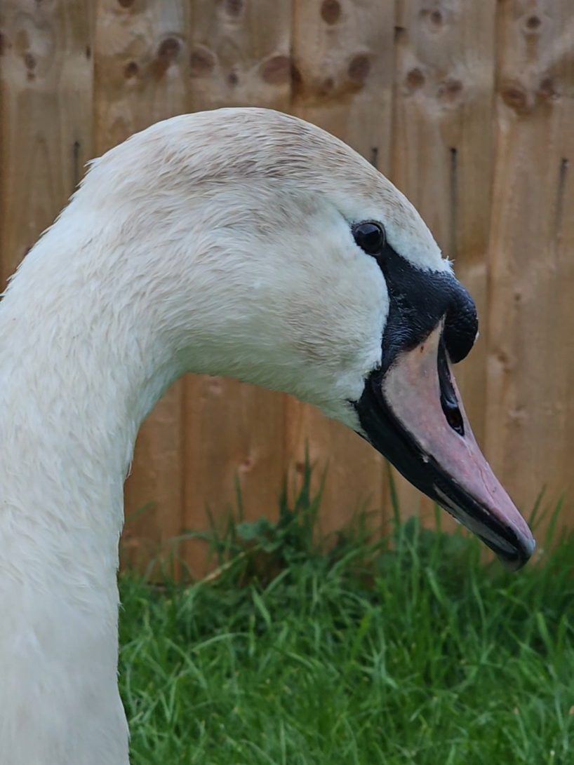 @Waterhouses Wildlife Rescue