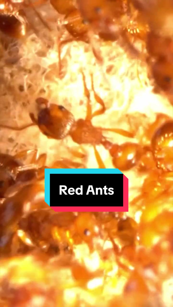 @antshq