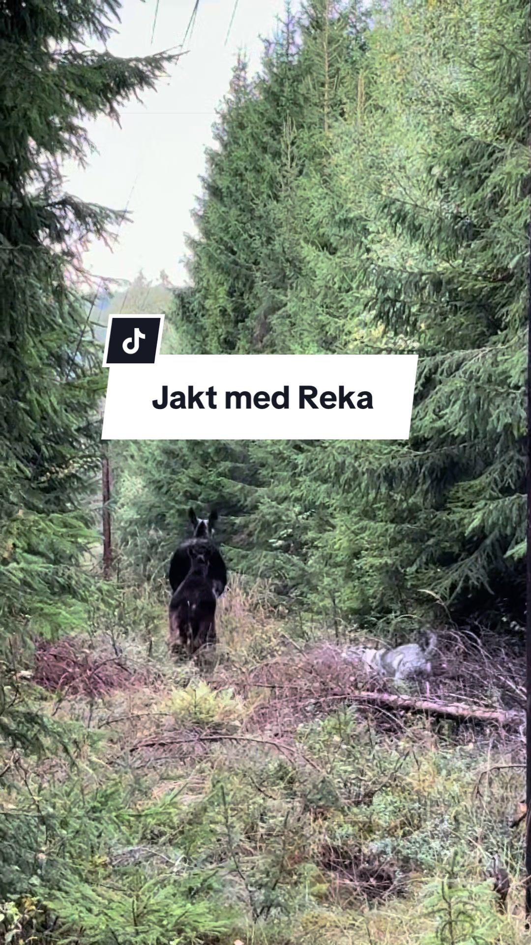 @Linn Krogh