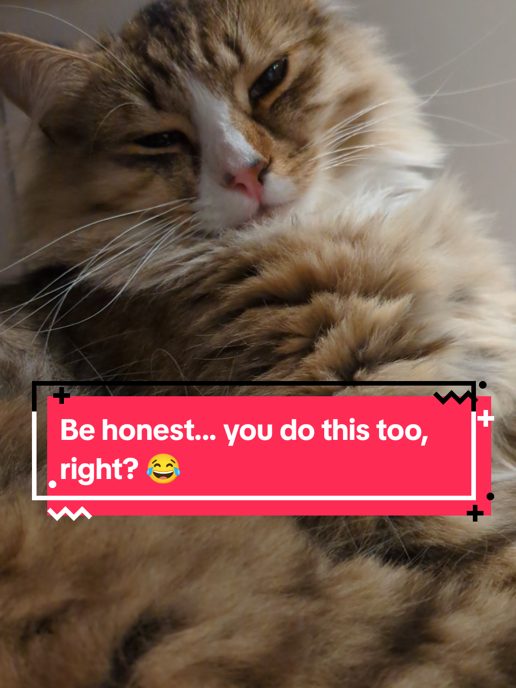 @The Cutest Cats Ever