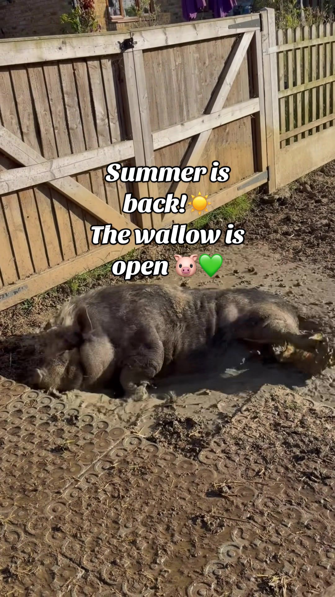 @AhimsaAnimalSanctuaryUK