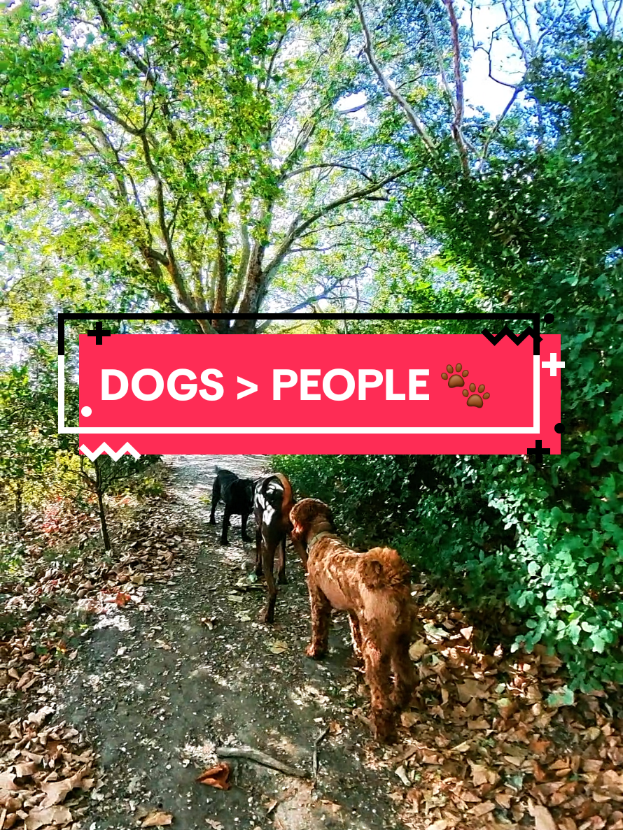 @Juno | The London Doberman