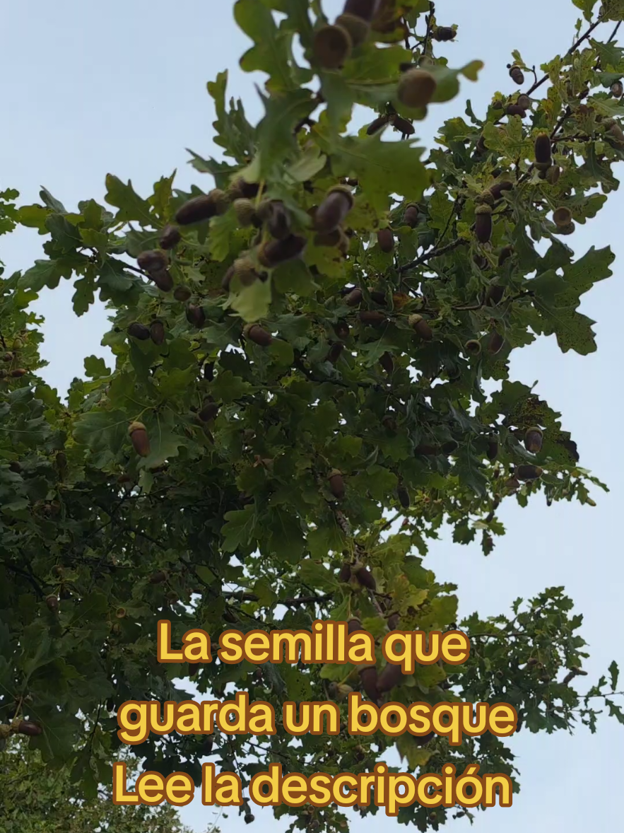 @María Druida Talis