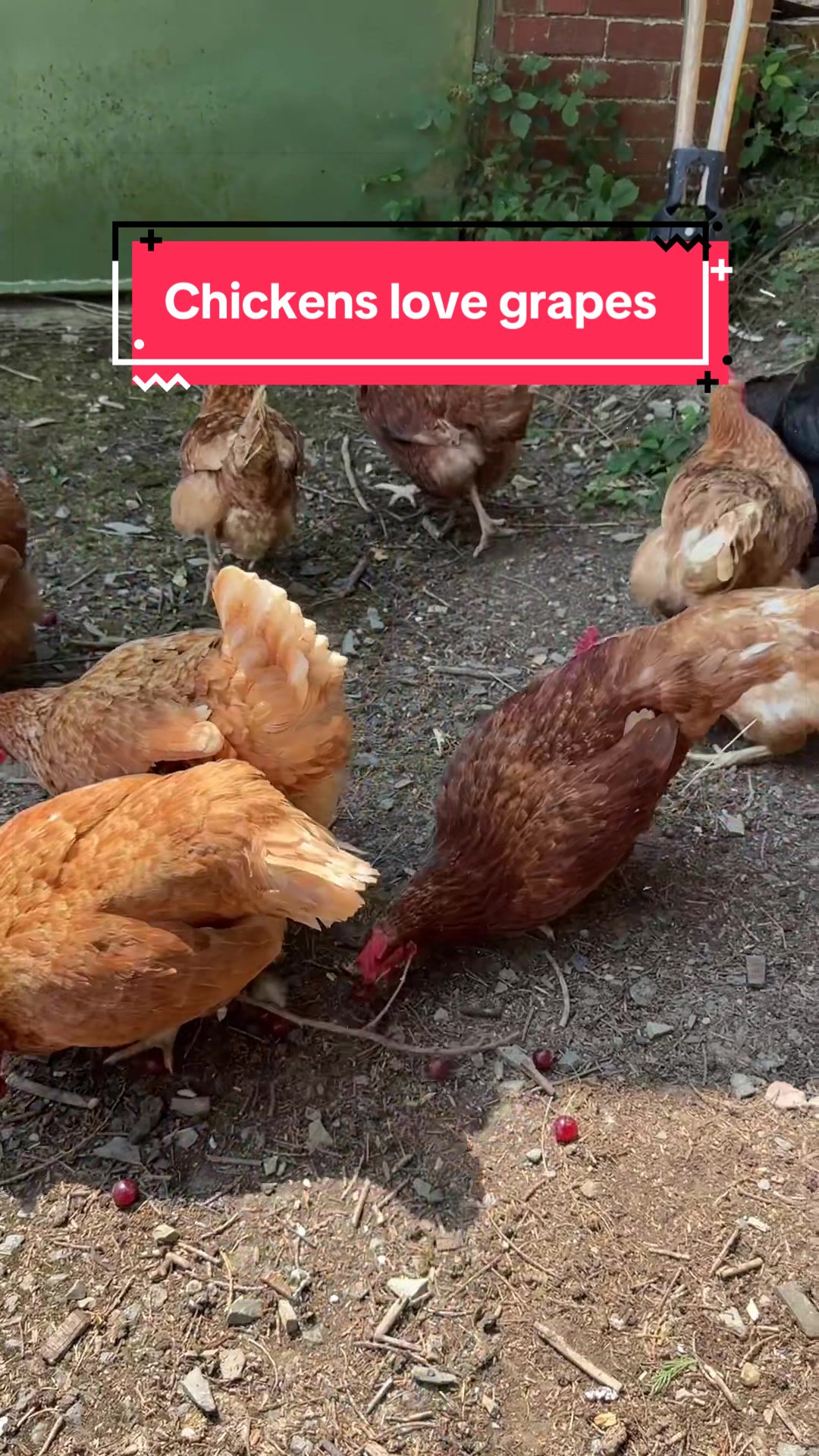 @Welsh Chicken Ranch