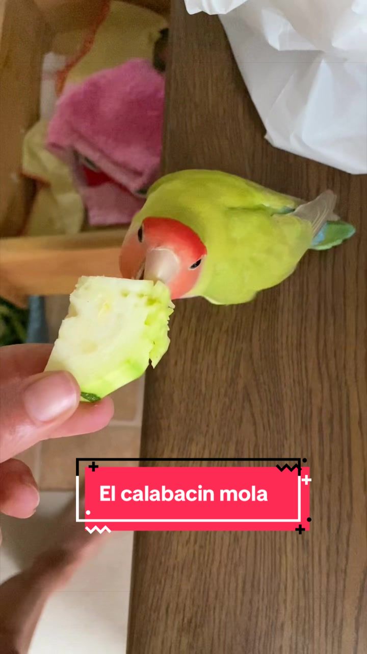@chip y bella
