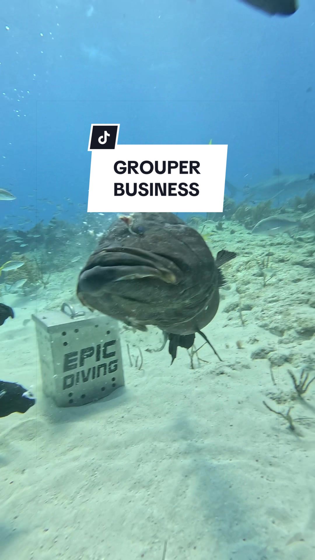 @SCUBA&ensp;DAN&ensp;🦈