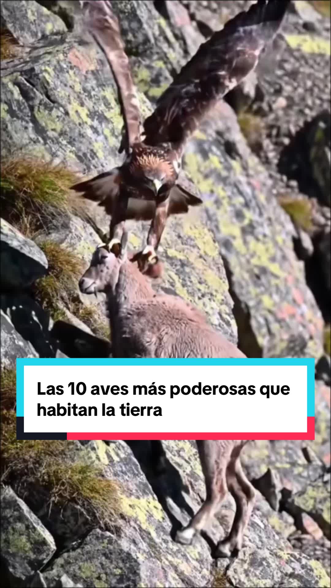 @Descubrimientoanimal