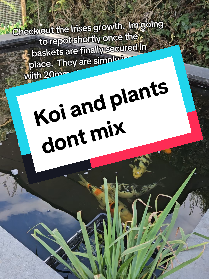 @Discus and Koi fish