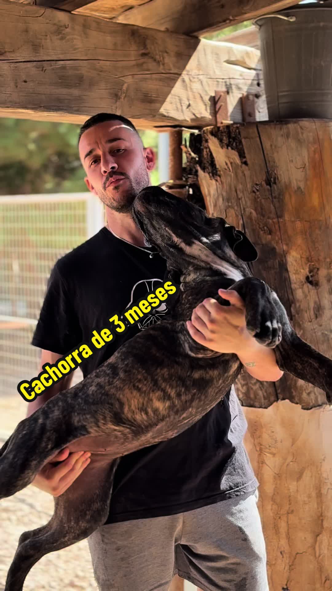@Cane Corso Domus Targaryen