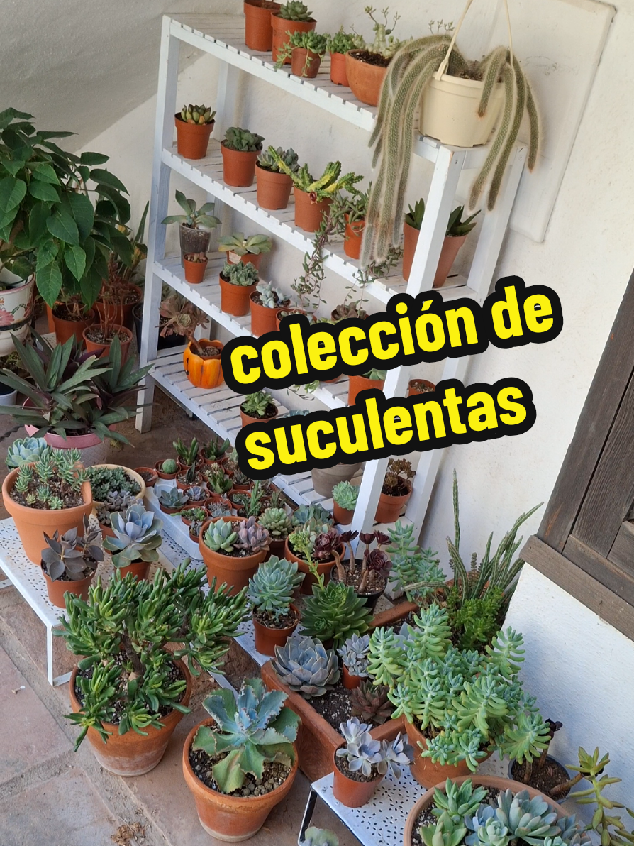 @Succulent_ninja